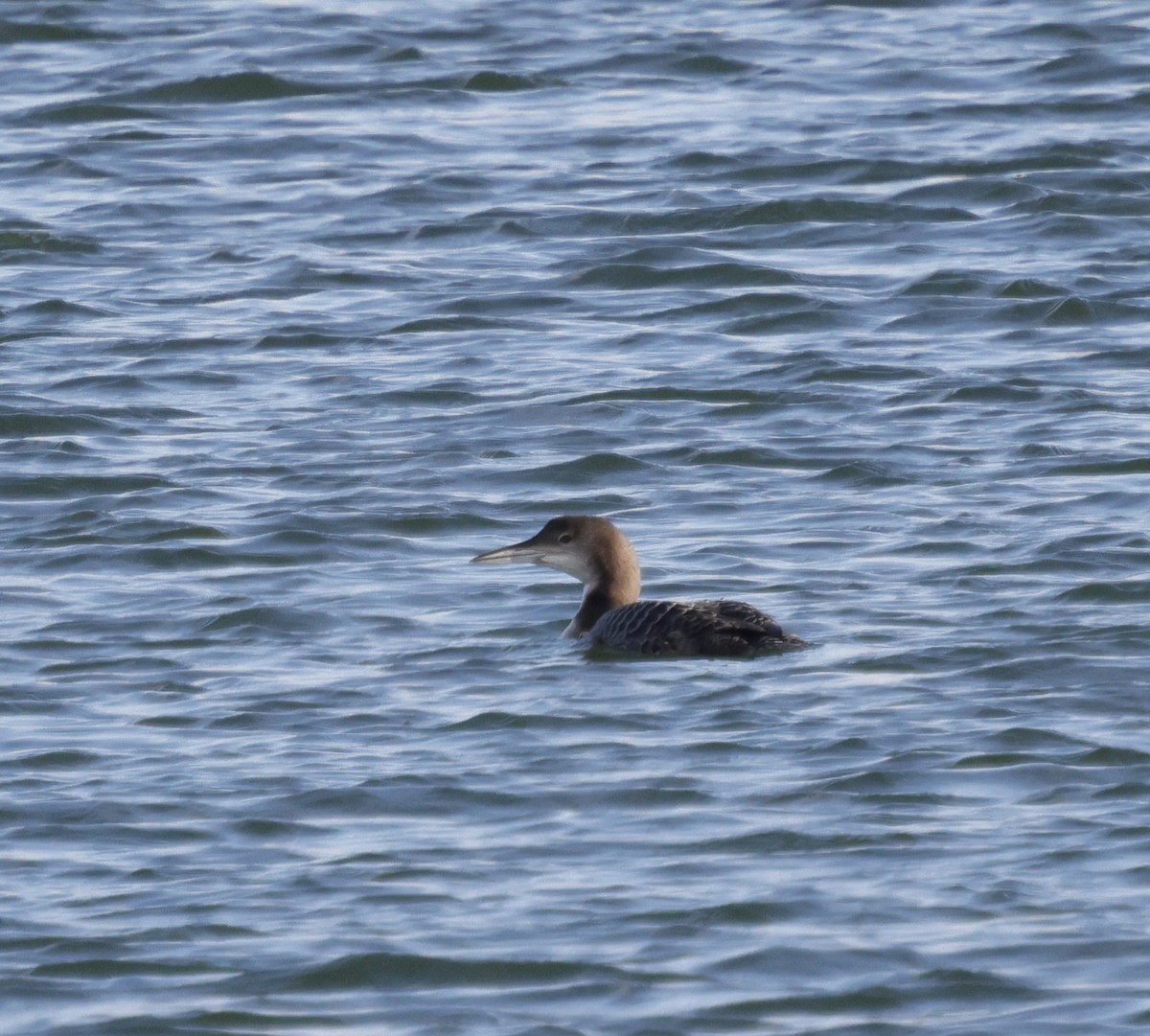 Common Loon - ML645452930