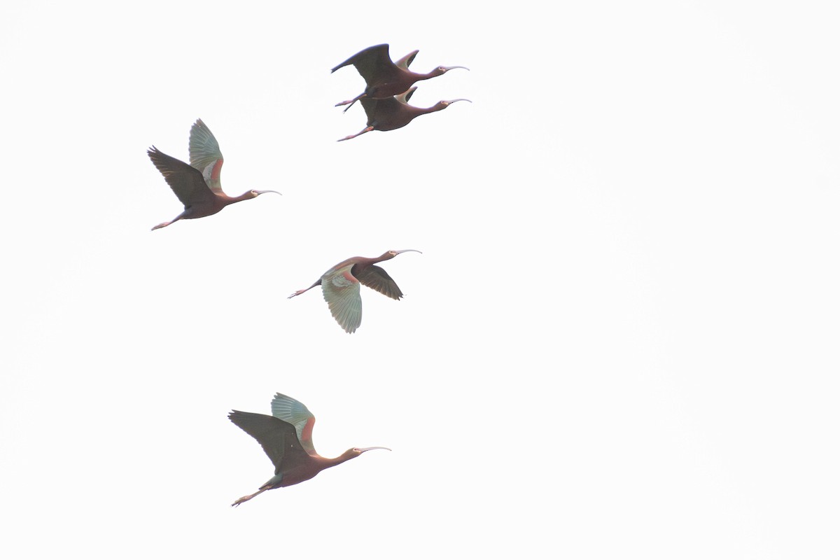 Beltzaran musuzuria - ML645452931