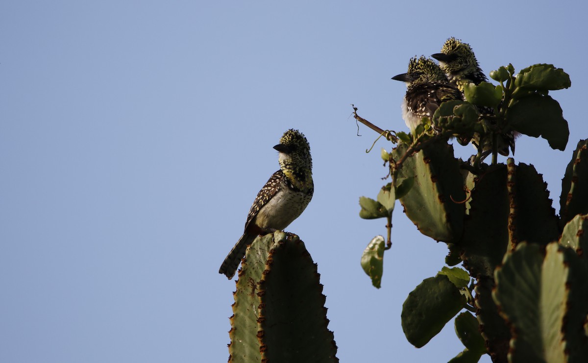 D'Arnaud's Barbet (Usambiro) - ML645452935