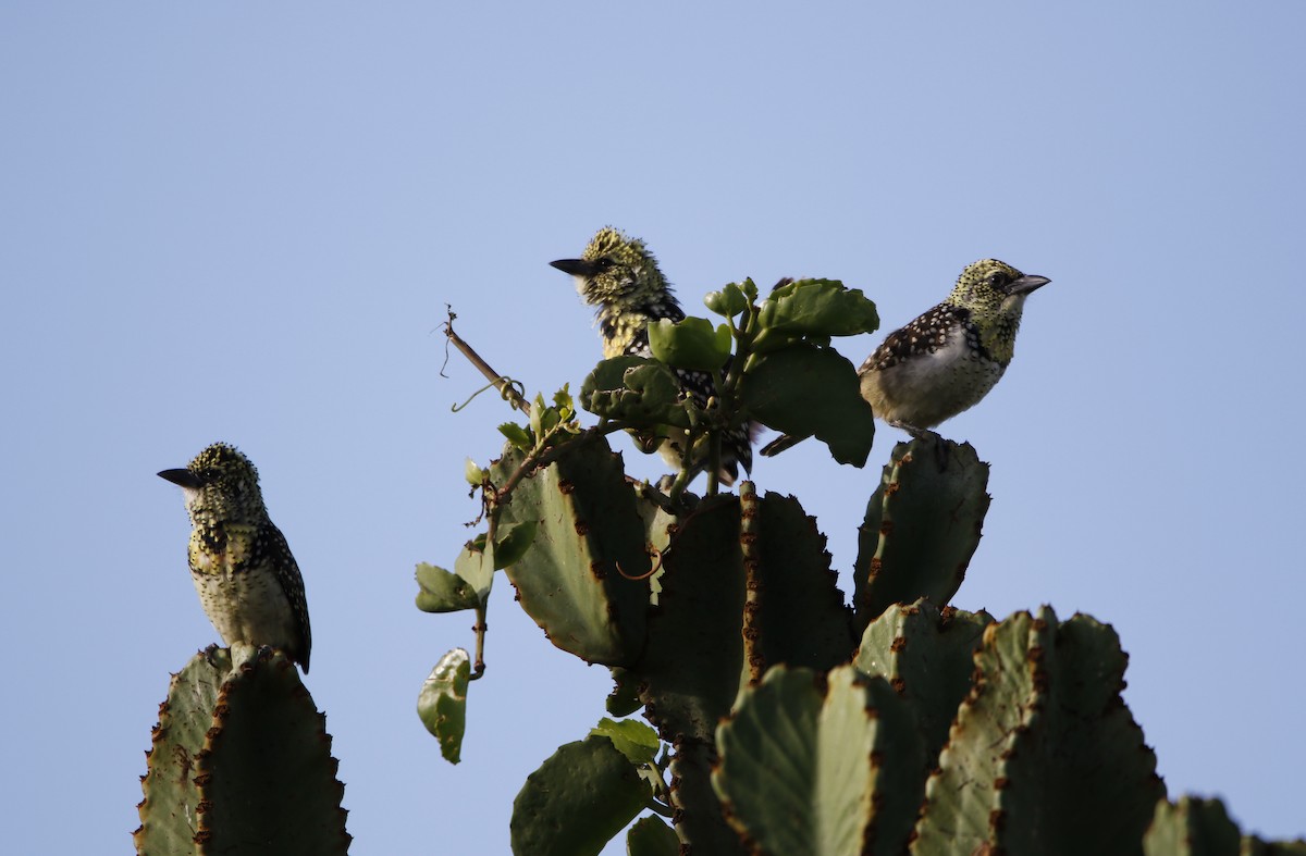D'Arnaud's Barbet (Usambiro) - ML645452936