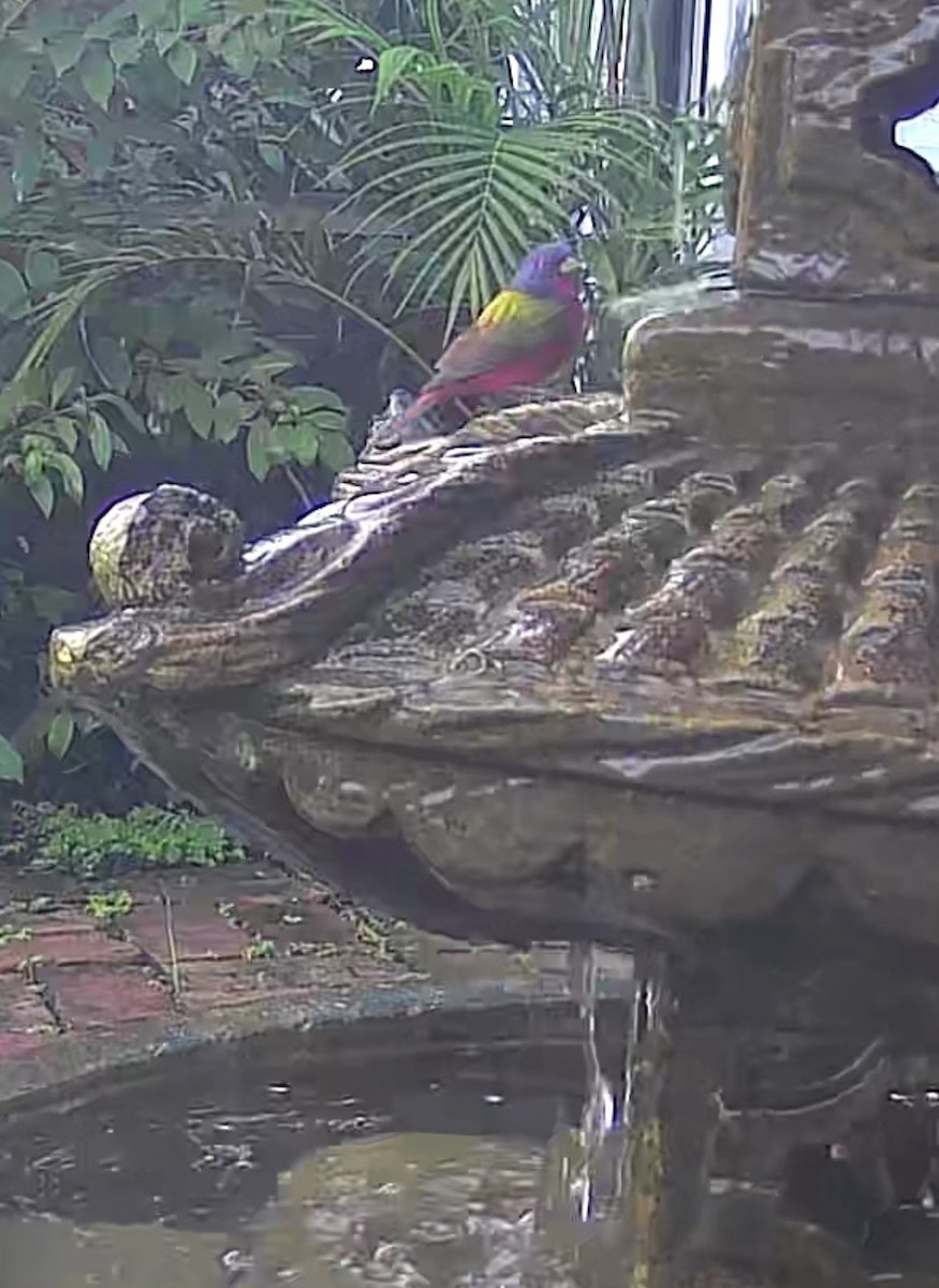 pavespurv - ML645452939