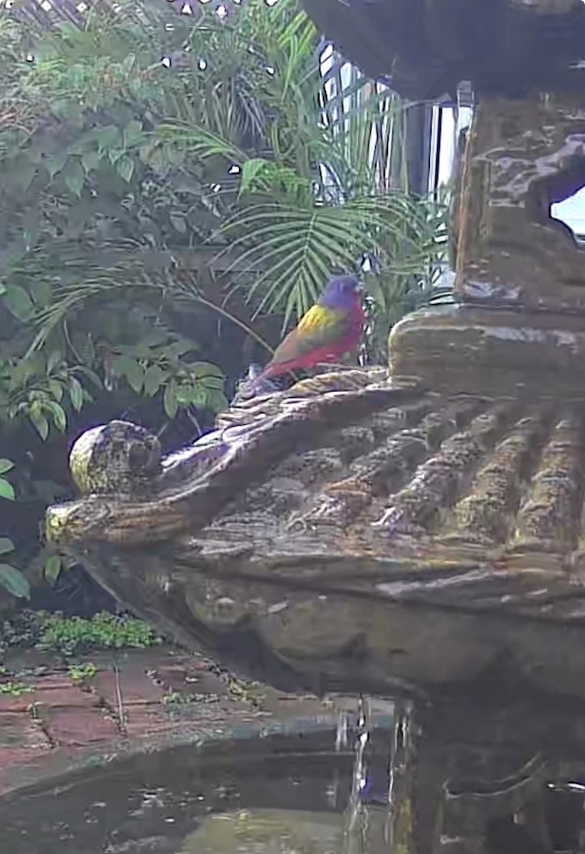 pavespurv - ML645452941