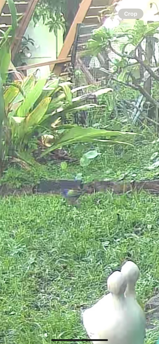 pavespurv - ML645452947