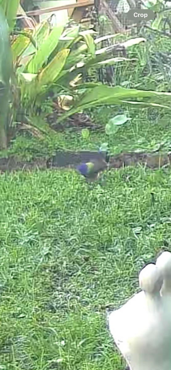 pavespurv - ML645452948