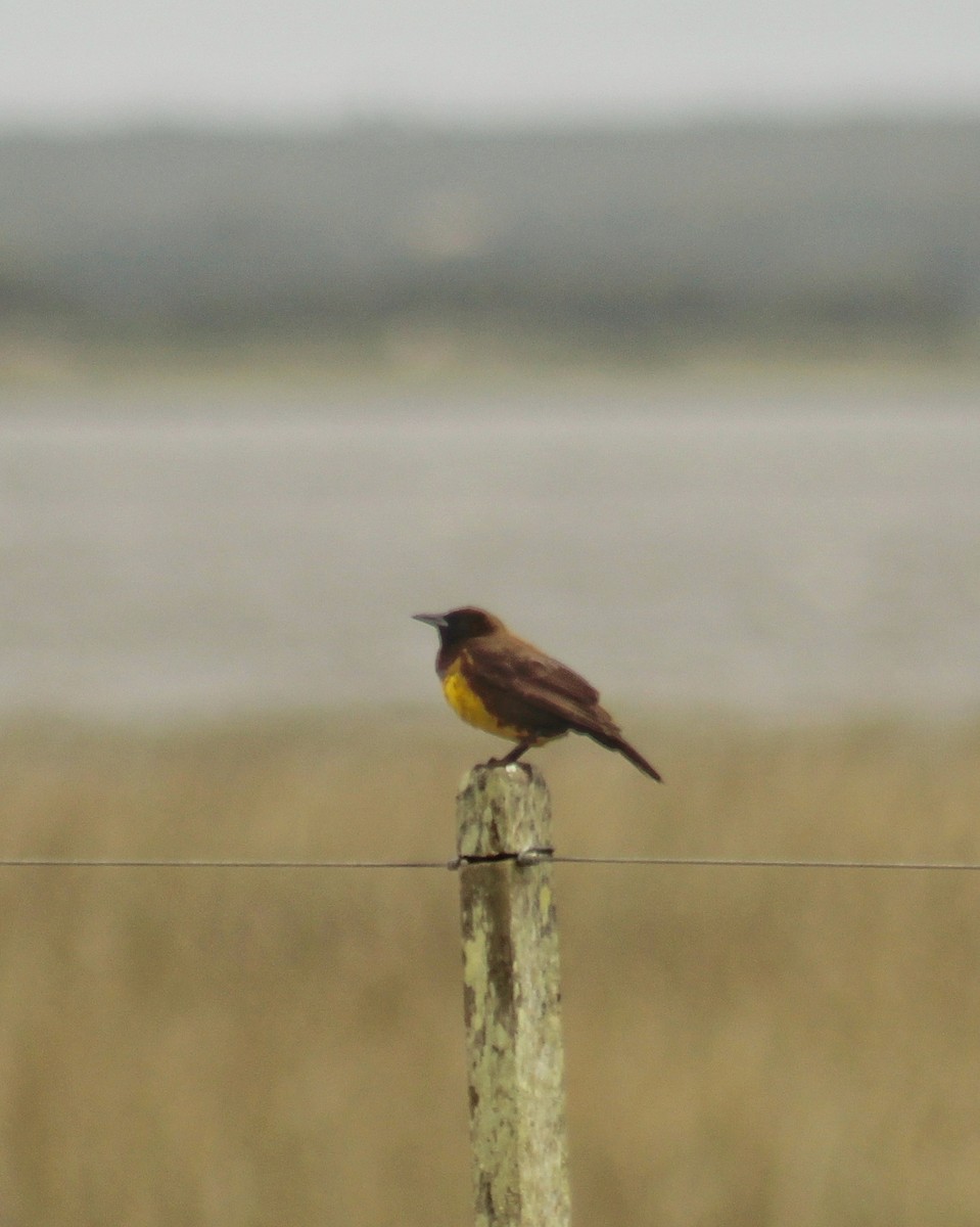 brungumptrupial - ML645452949