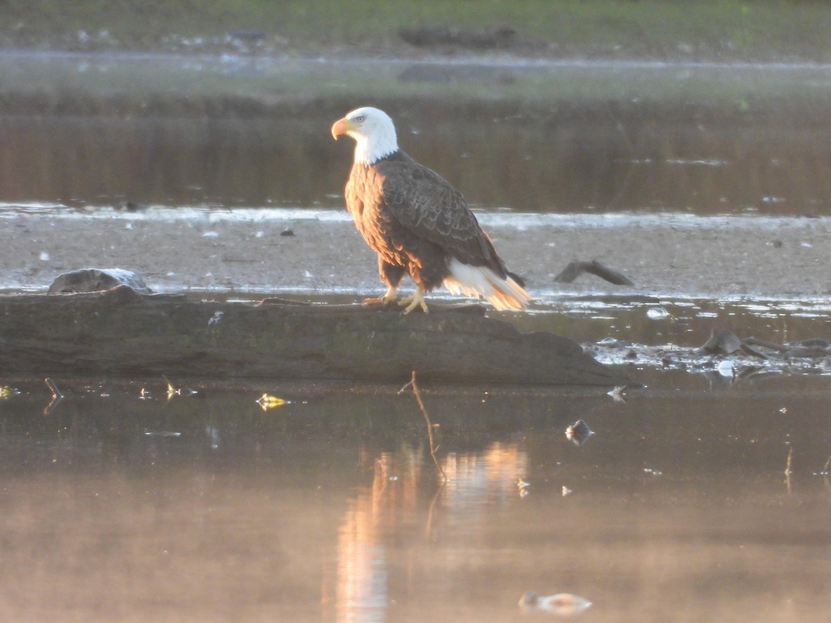 hvithodehavørn - ML645452950