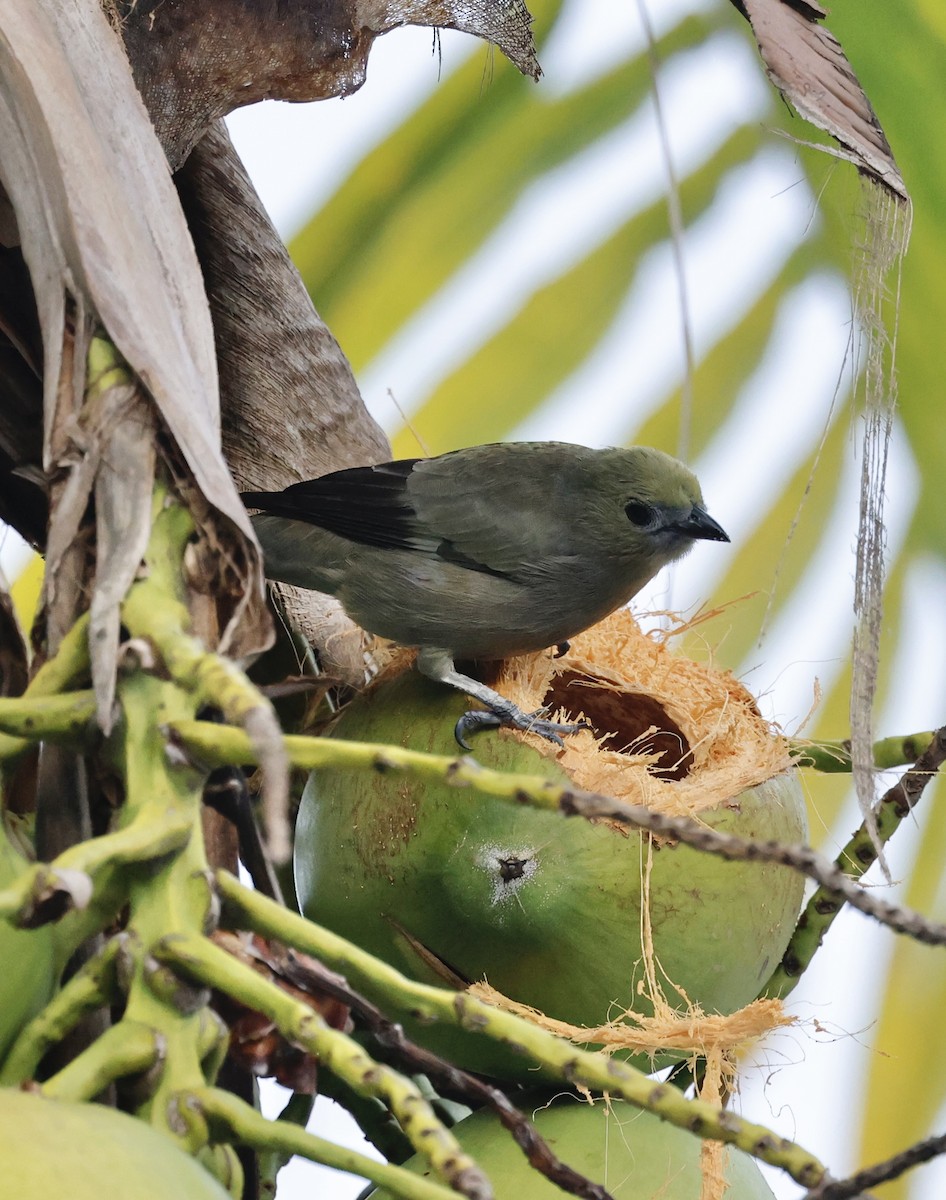 palmetanagar - ML645452951