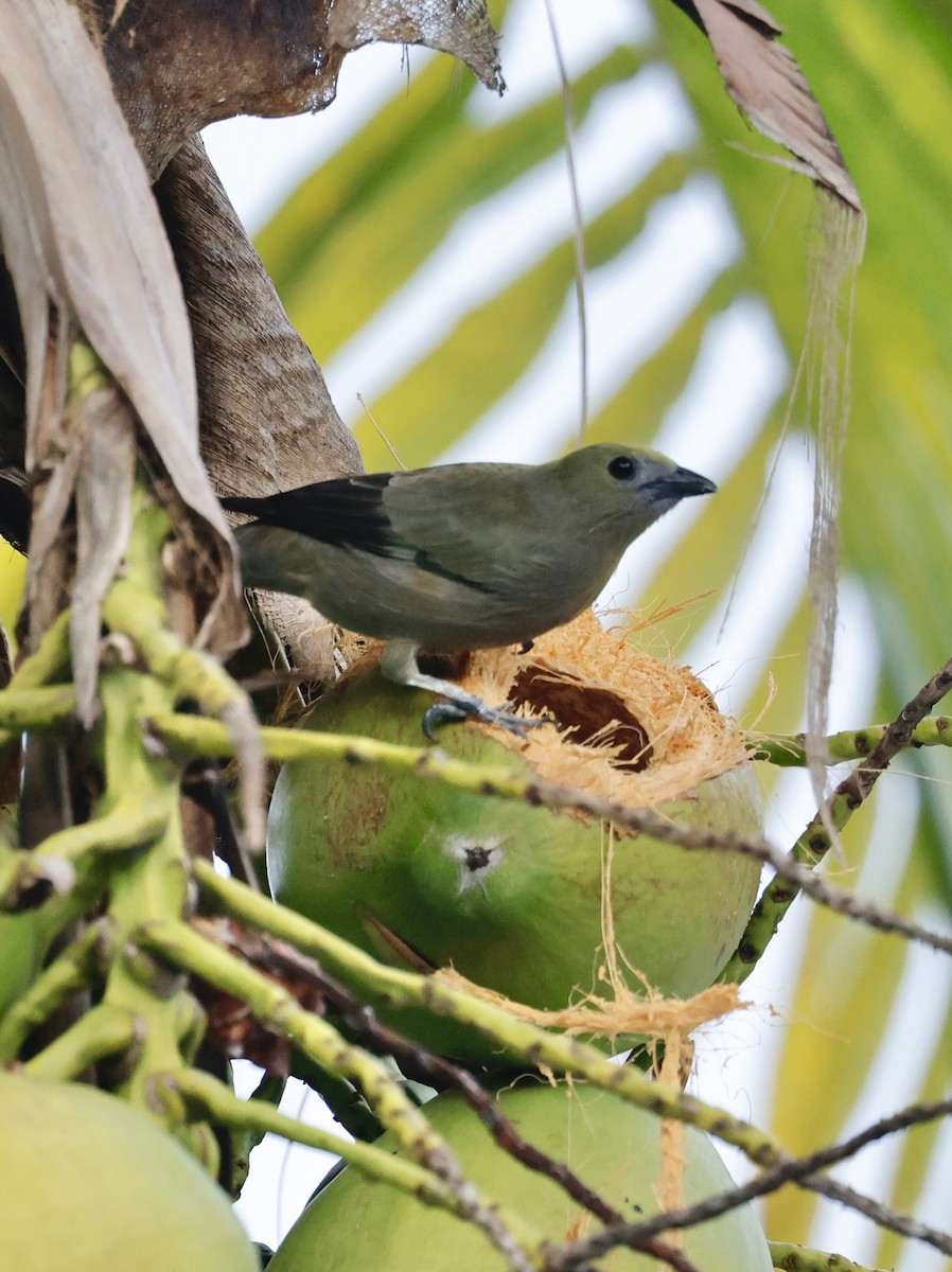 palmetanagar - ML645452952