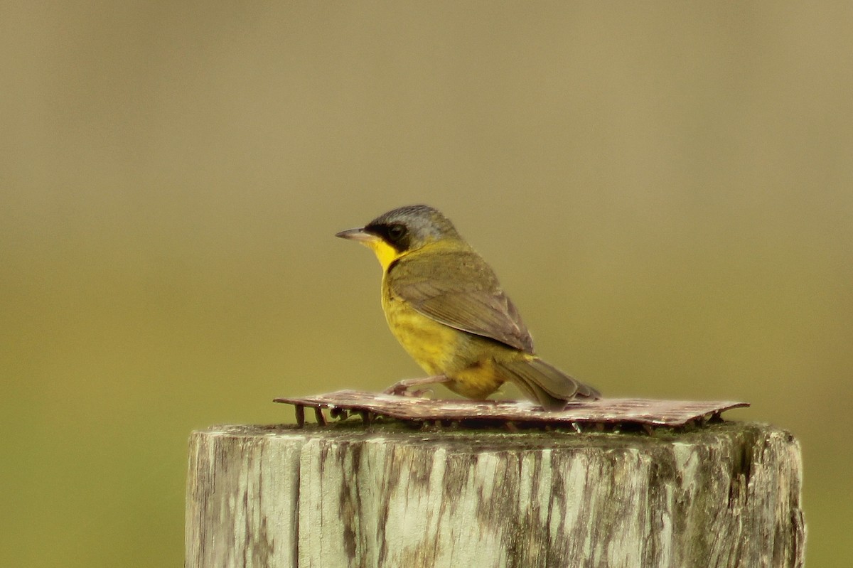 sørgulstrupe - ML645452955