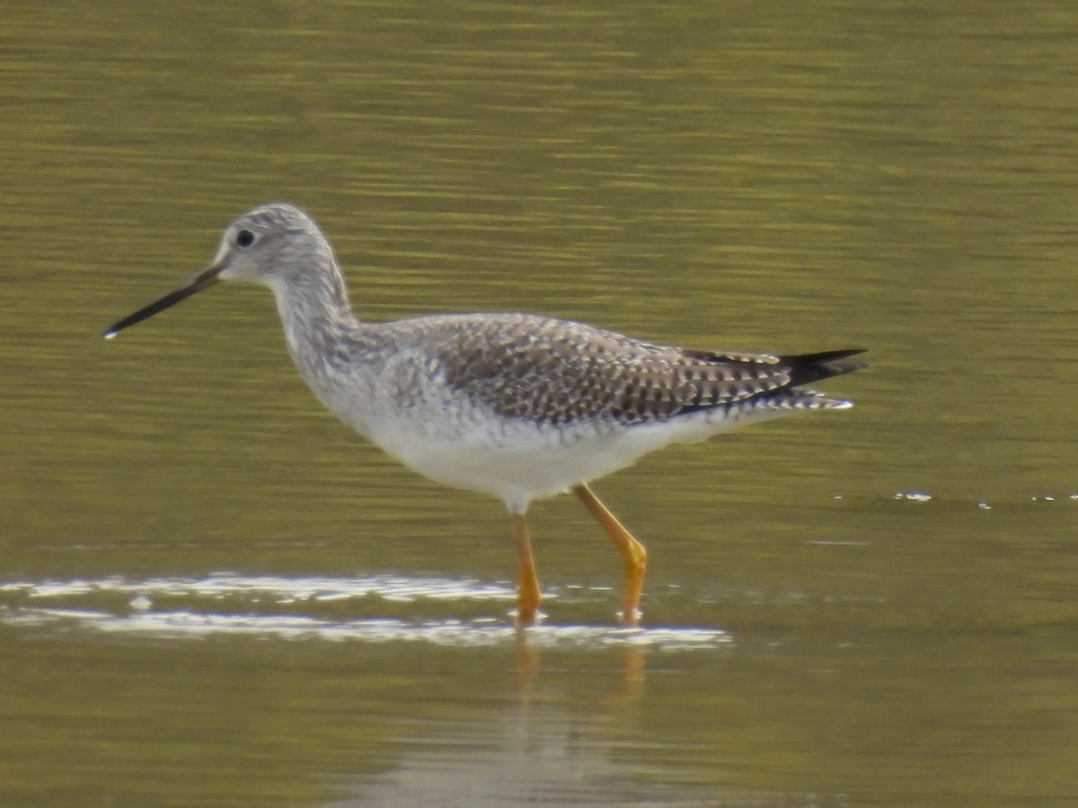 plystresnipe - ML645452956