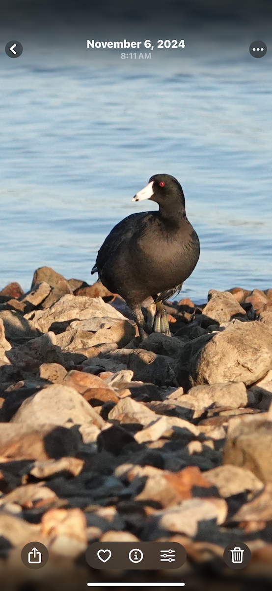 amerikasothøne - ML645452960