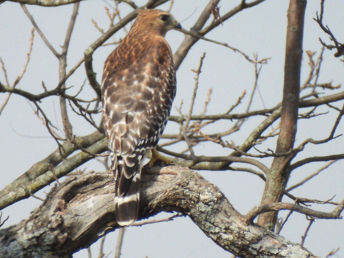 rødvingevåk - ML645452962