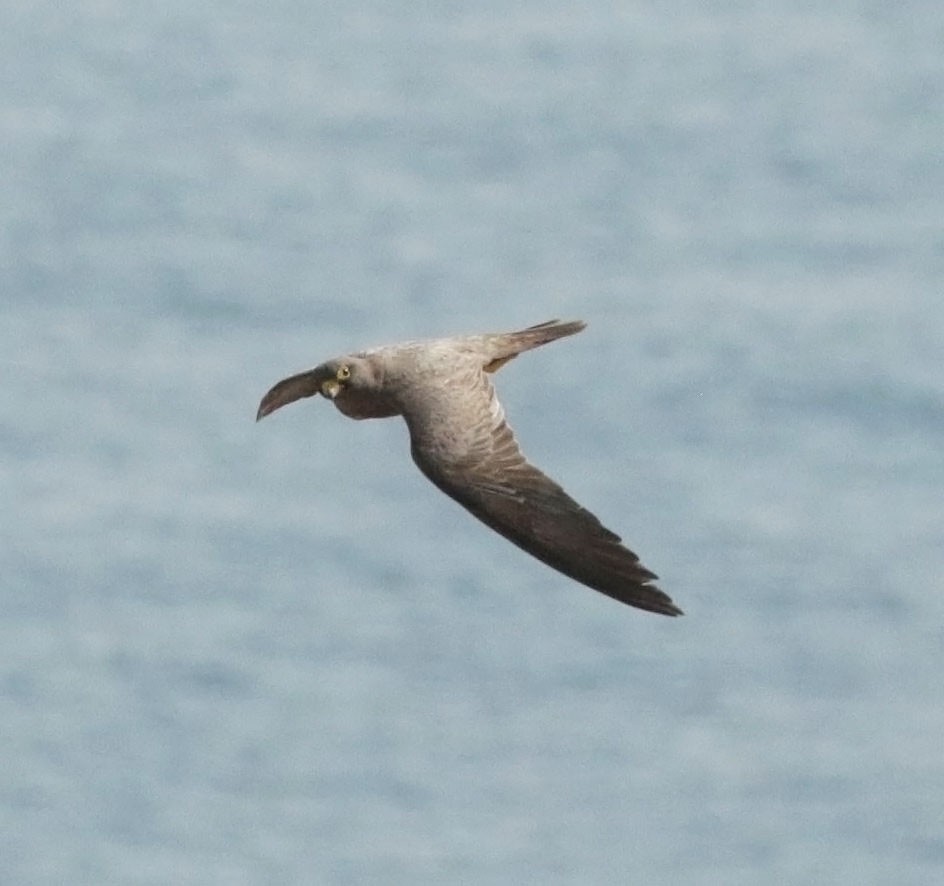 sotfalk - ML645452963