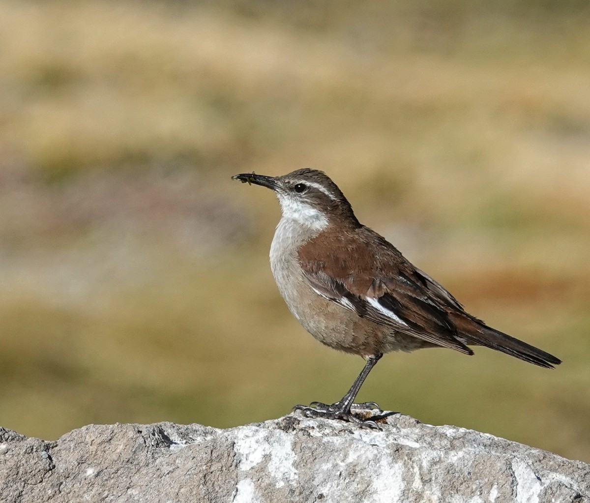 hvitvingebergkall - ML645452964