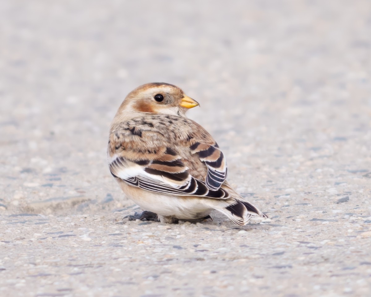 snøspurv - ML645452965