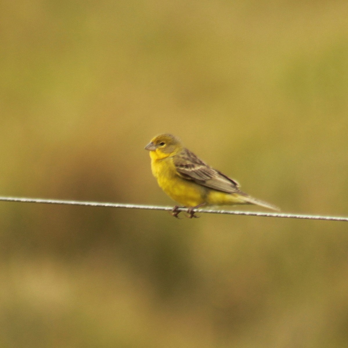 solbukspurv (luteola gr.) - ML645452966