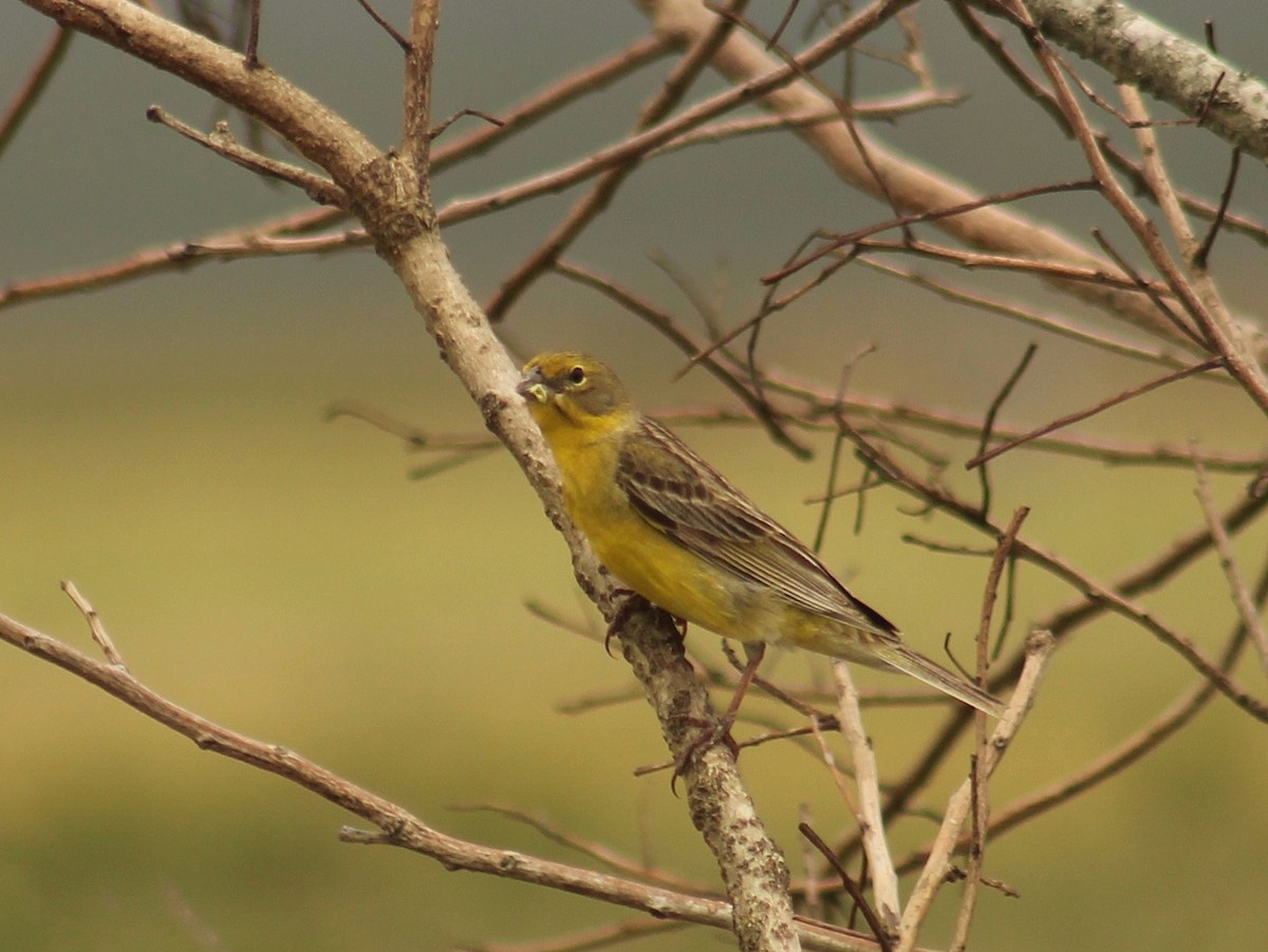 solbukspurv (luteola gr.) - ML645452967