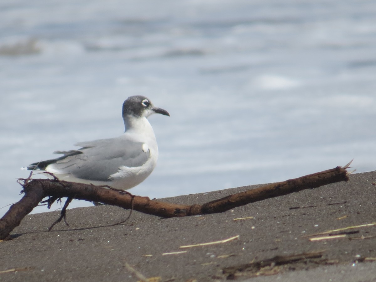 franklinmåke - ML645452968