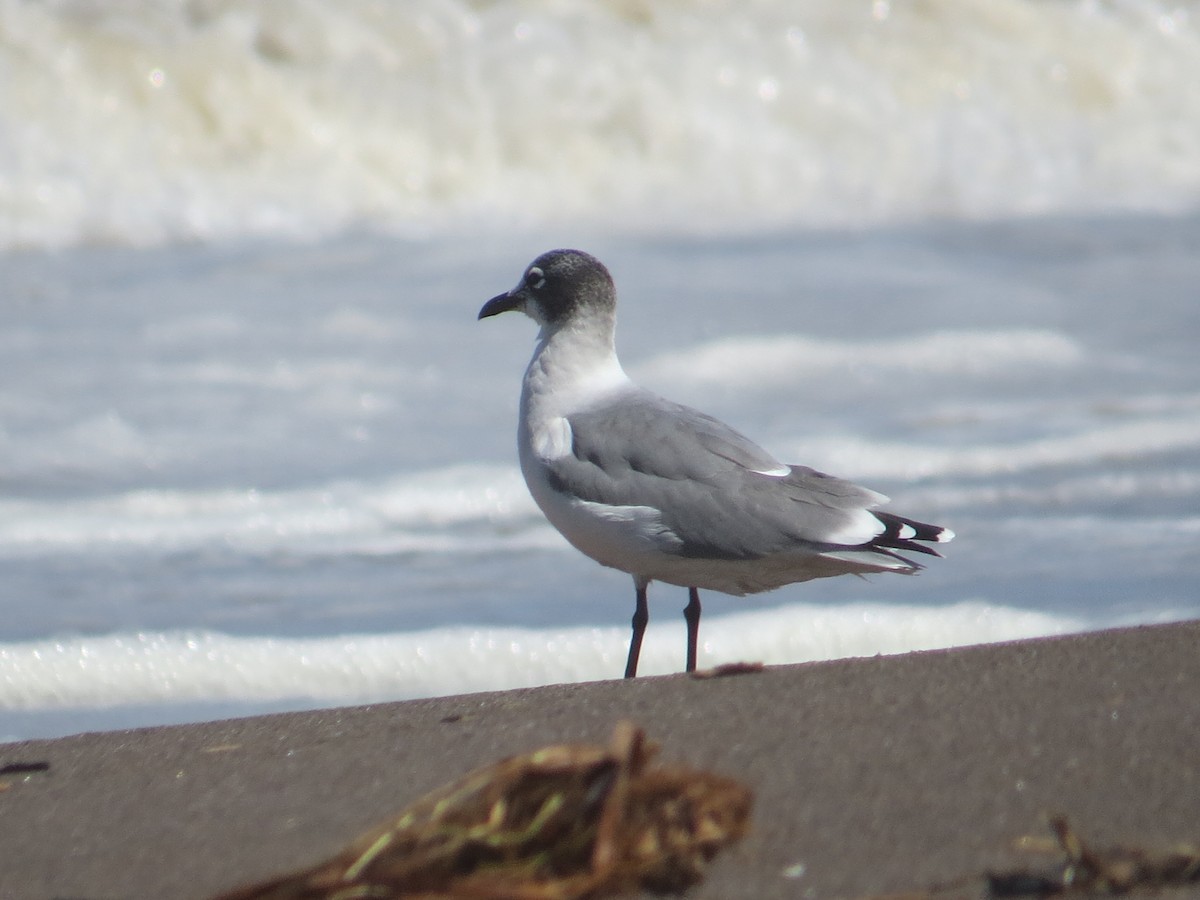 franklinmåke - ML645452969