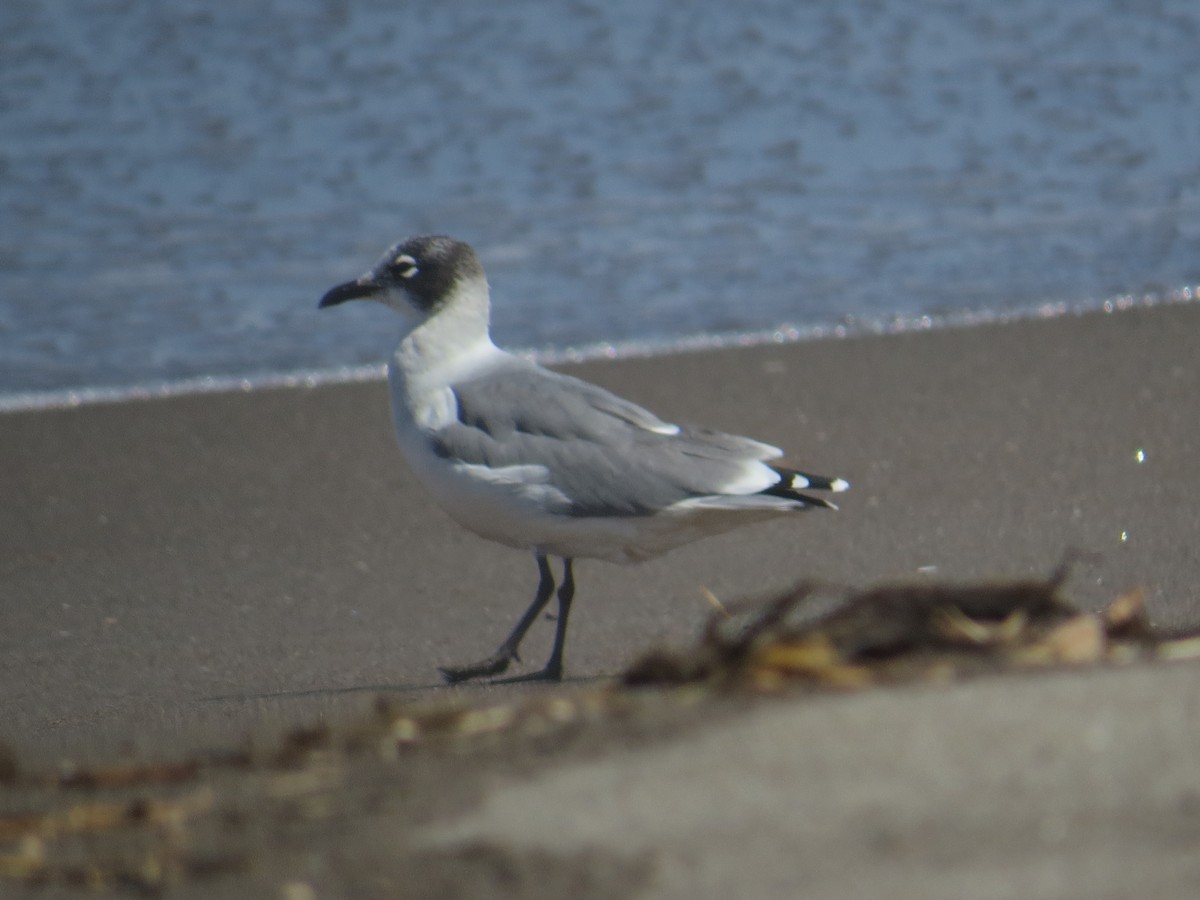 franklinmåke - ML645452970