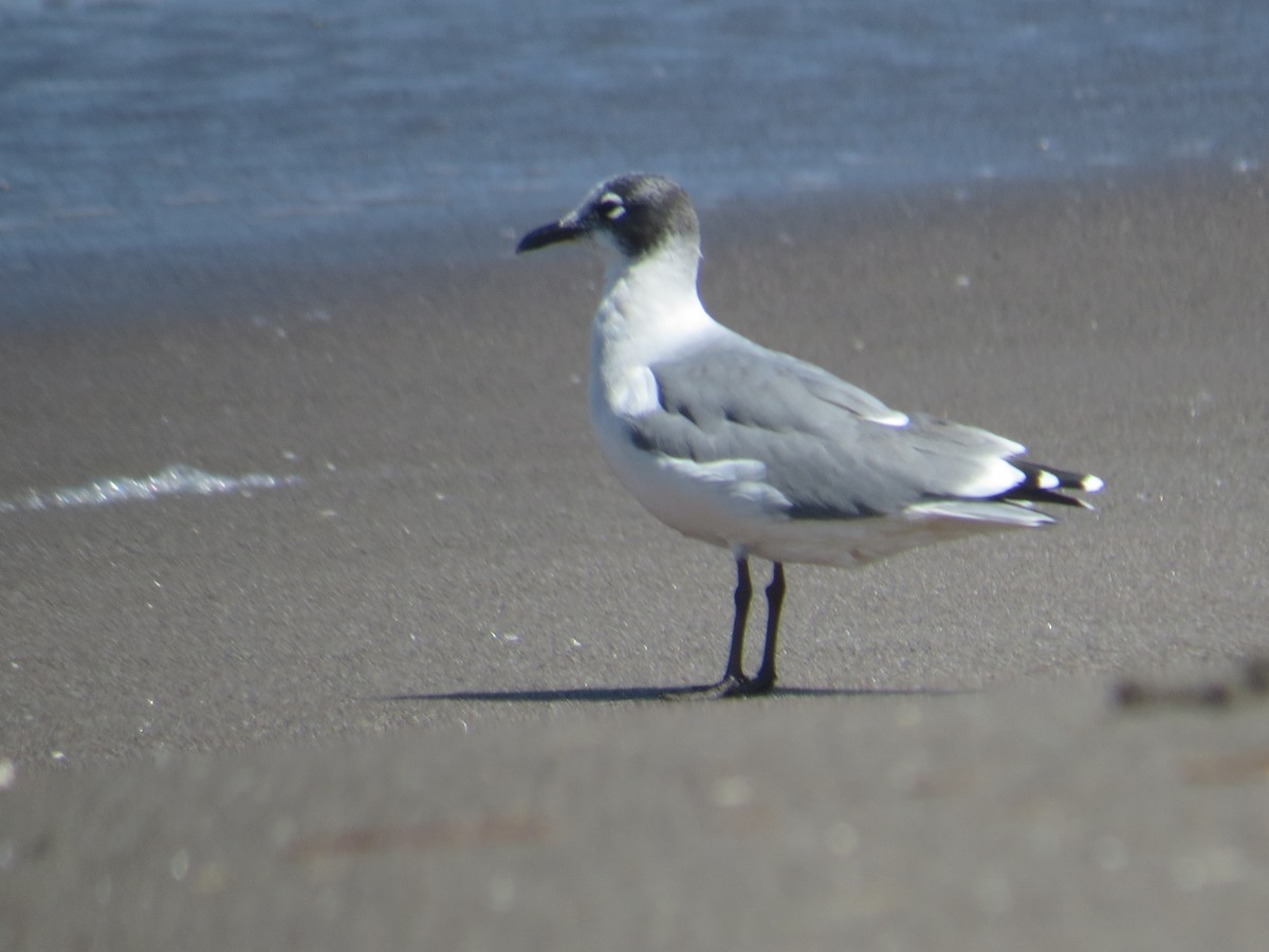 franklinmåke - ML645452971