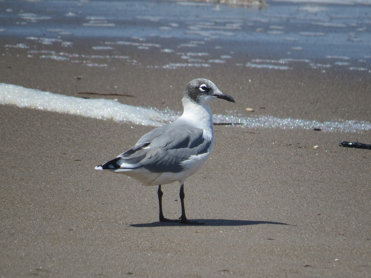 franklinmåke - ML645452972