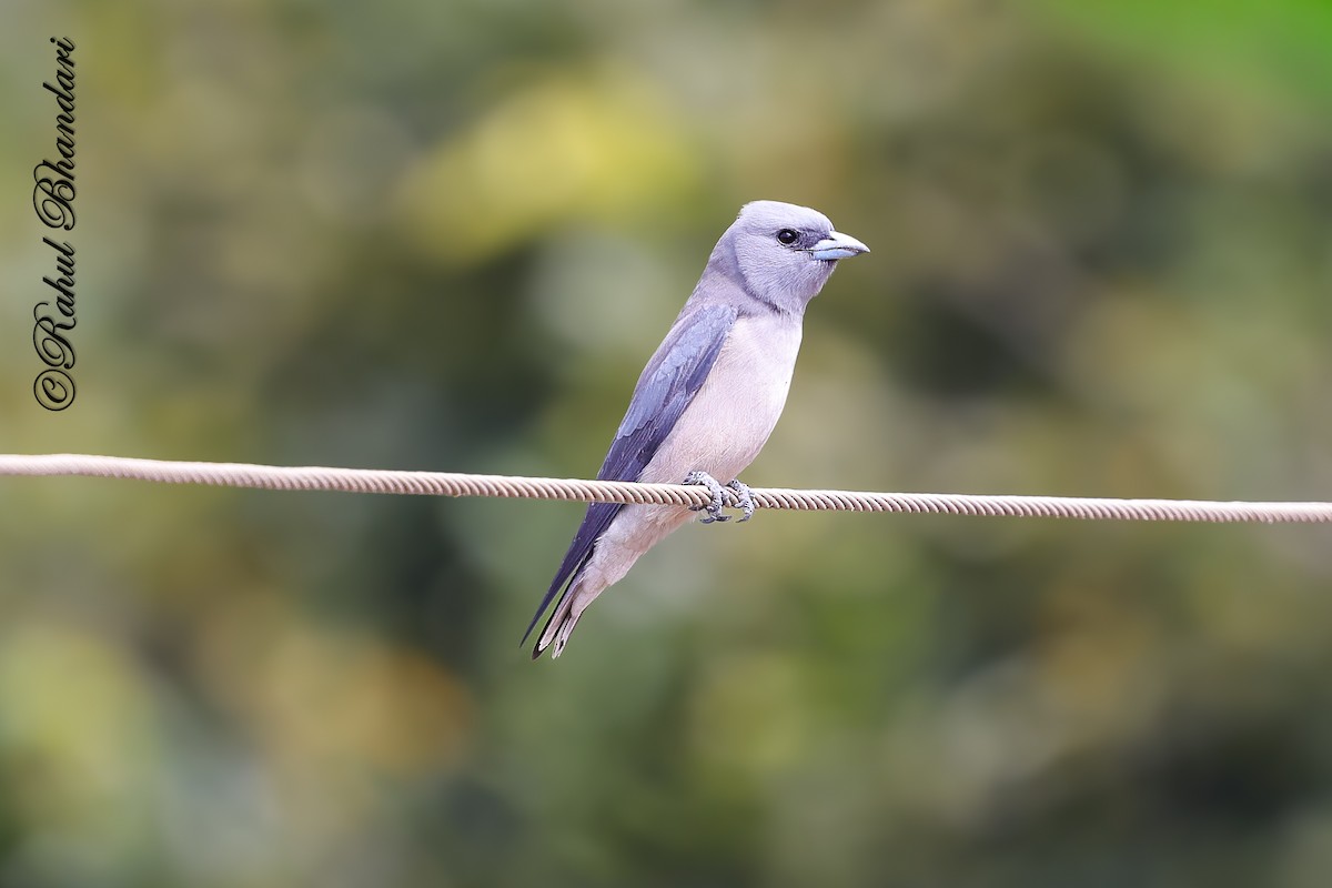 askesvalestær - ML645452973