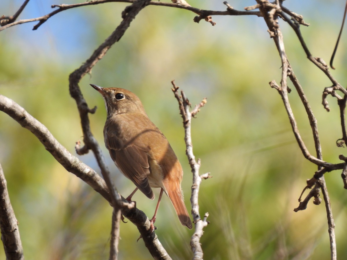 eremittskogtrost - ML645452974