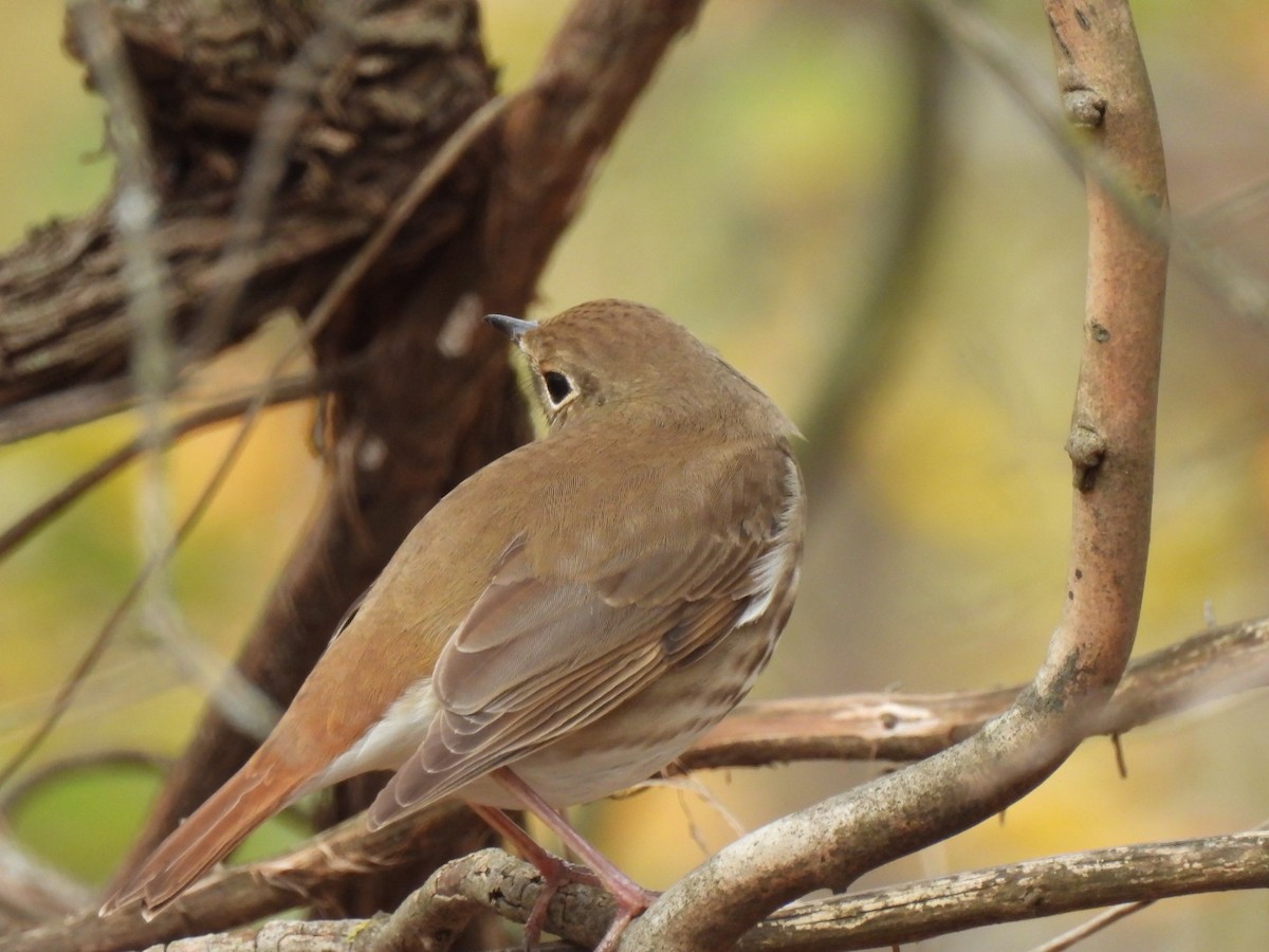 eremittskogtrost - ML645452975