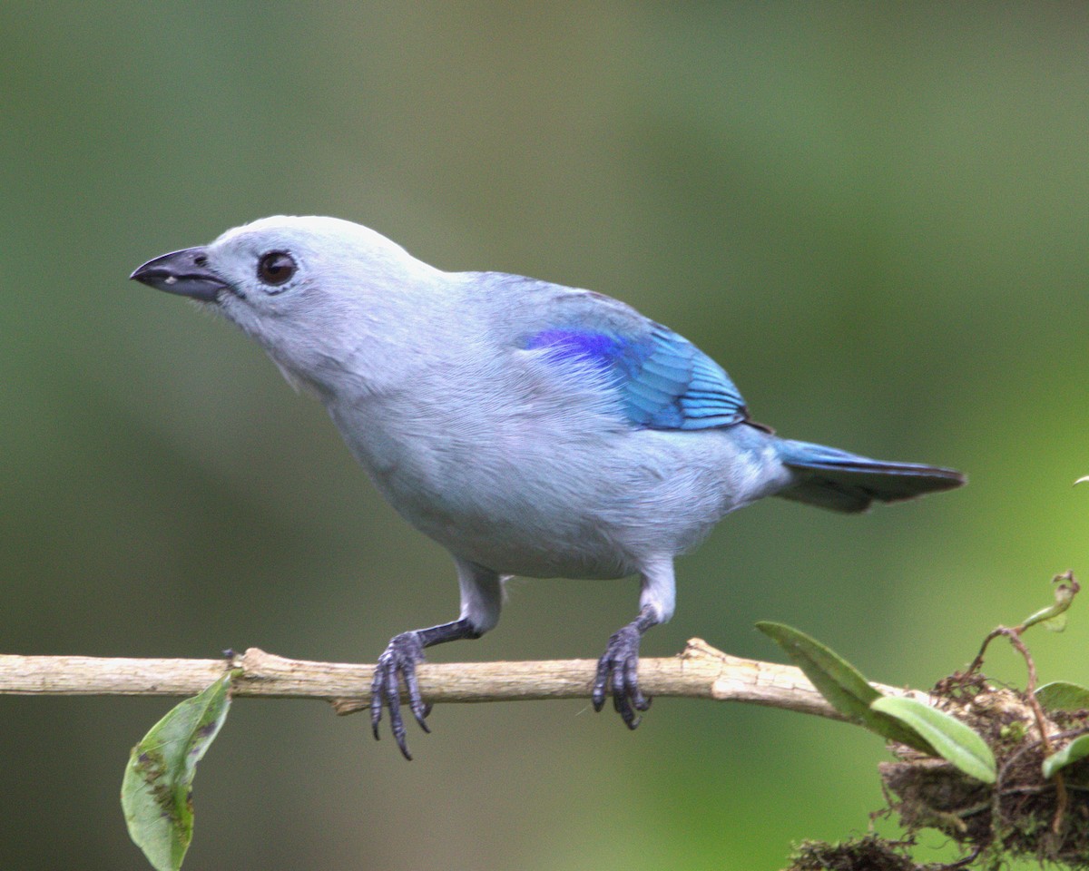 bispetanagar - ML645452976