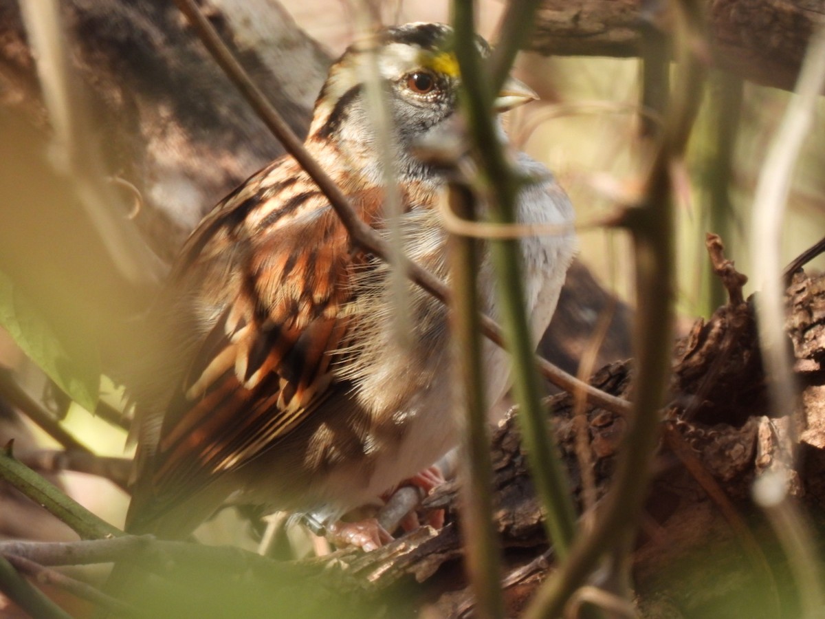 hvitstrupespurv - ML645452978