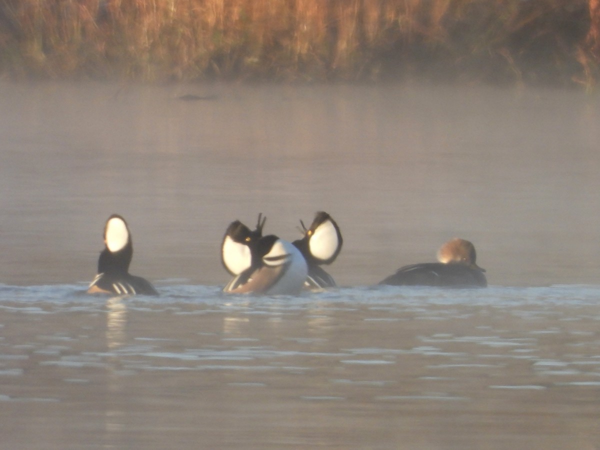 Hooded Merganser - ML645452980