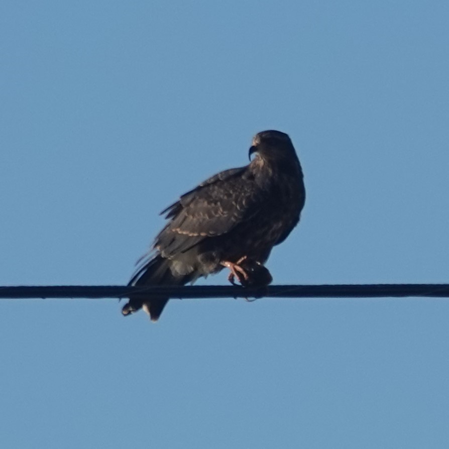 Snail Kite - ML645452985