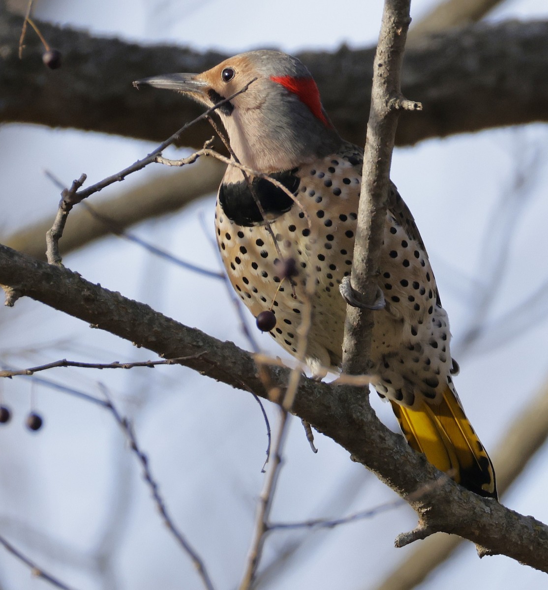 Northern Flicker - ML645452989