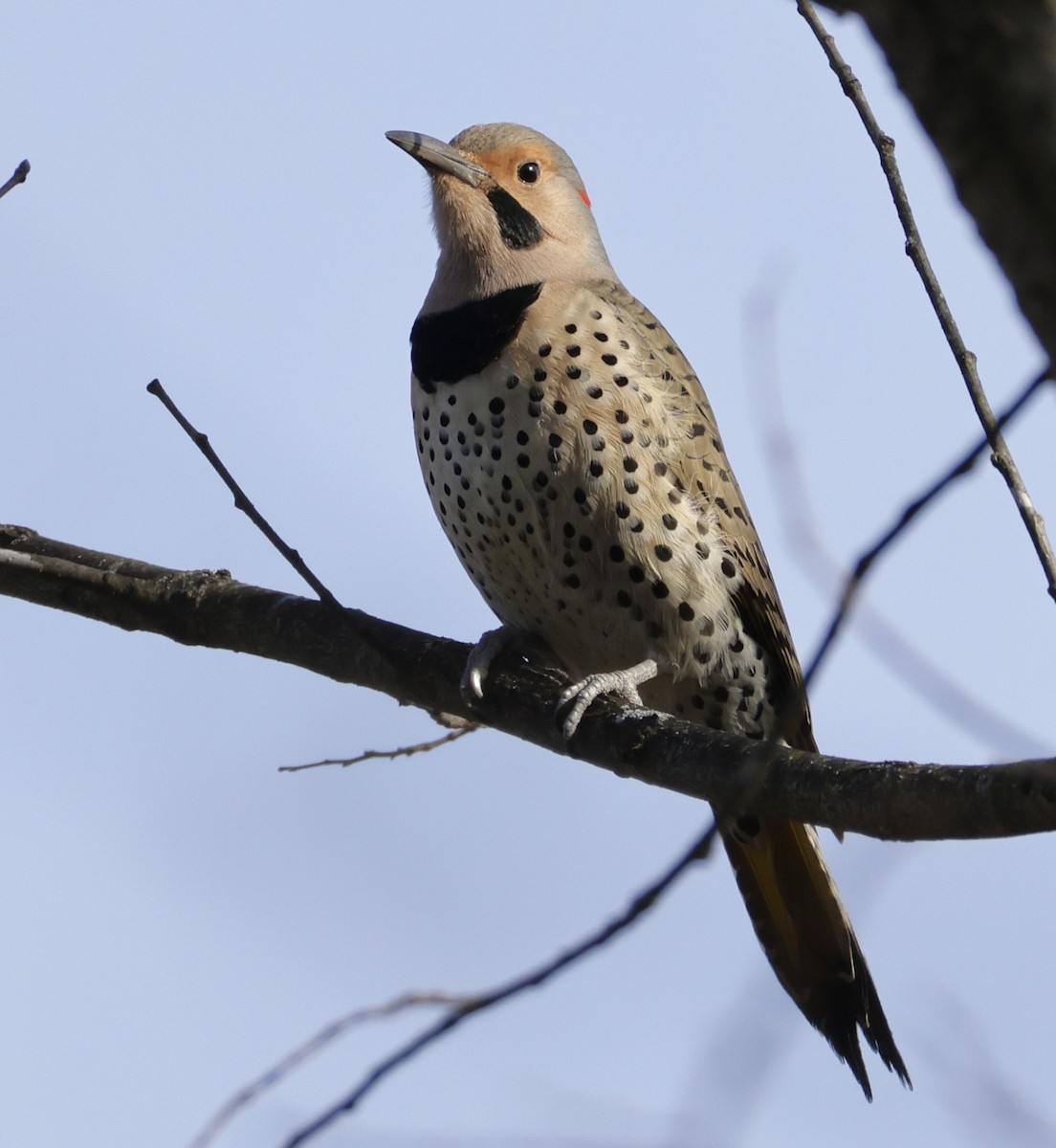 Northern Flicker - ML645452990