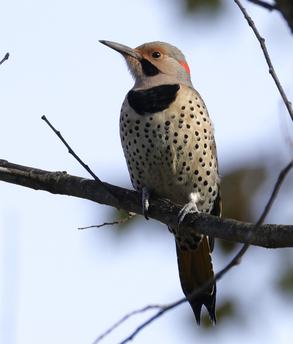 Northern Flicker - ML645452991