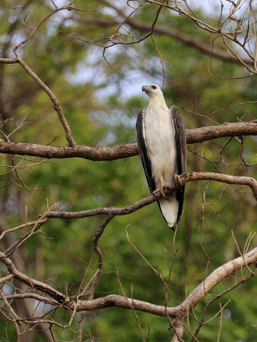 Oriyental Deniz Kartalı - ML645452996