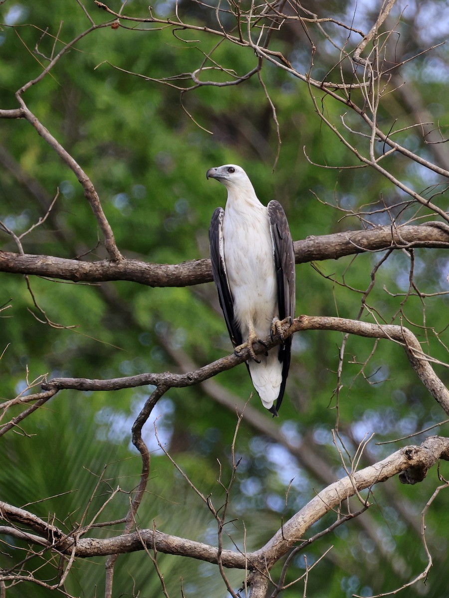 Oriyental Deniz Kartalı - ML645452997