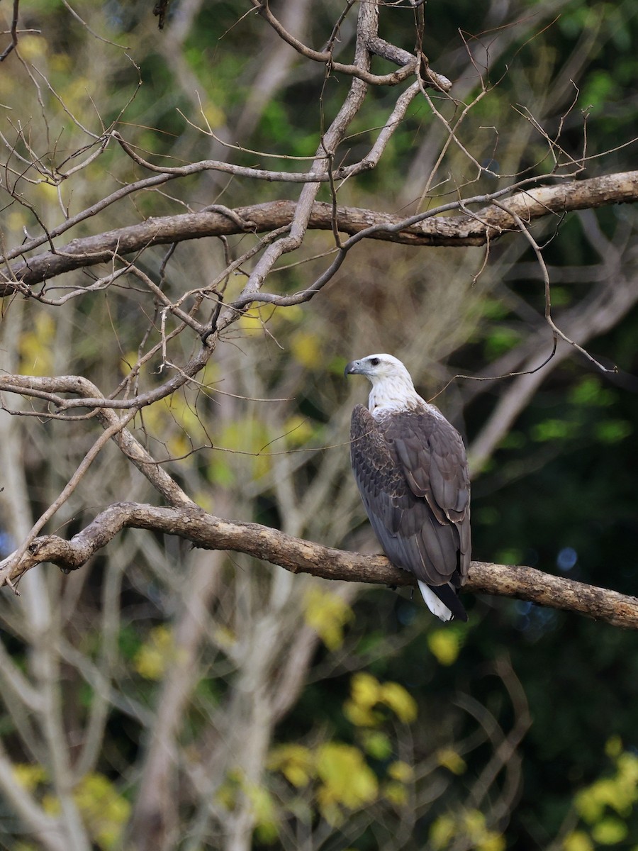 Oriyental Deniz Kartalı - ML645452998