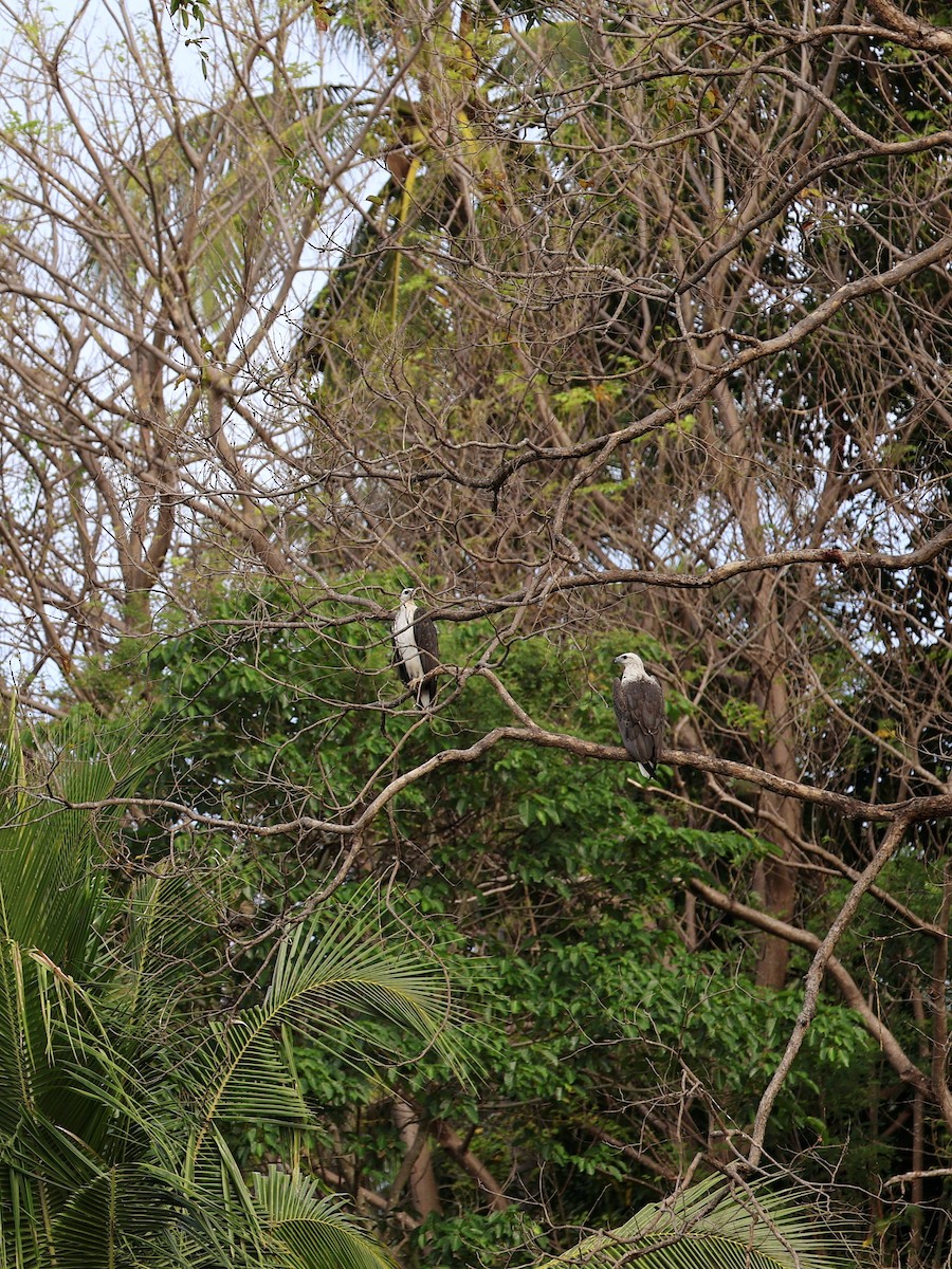 Oriyental Deniz Kartalı - ML645452999