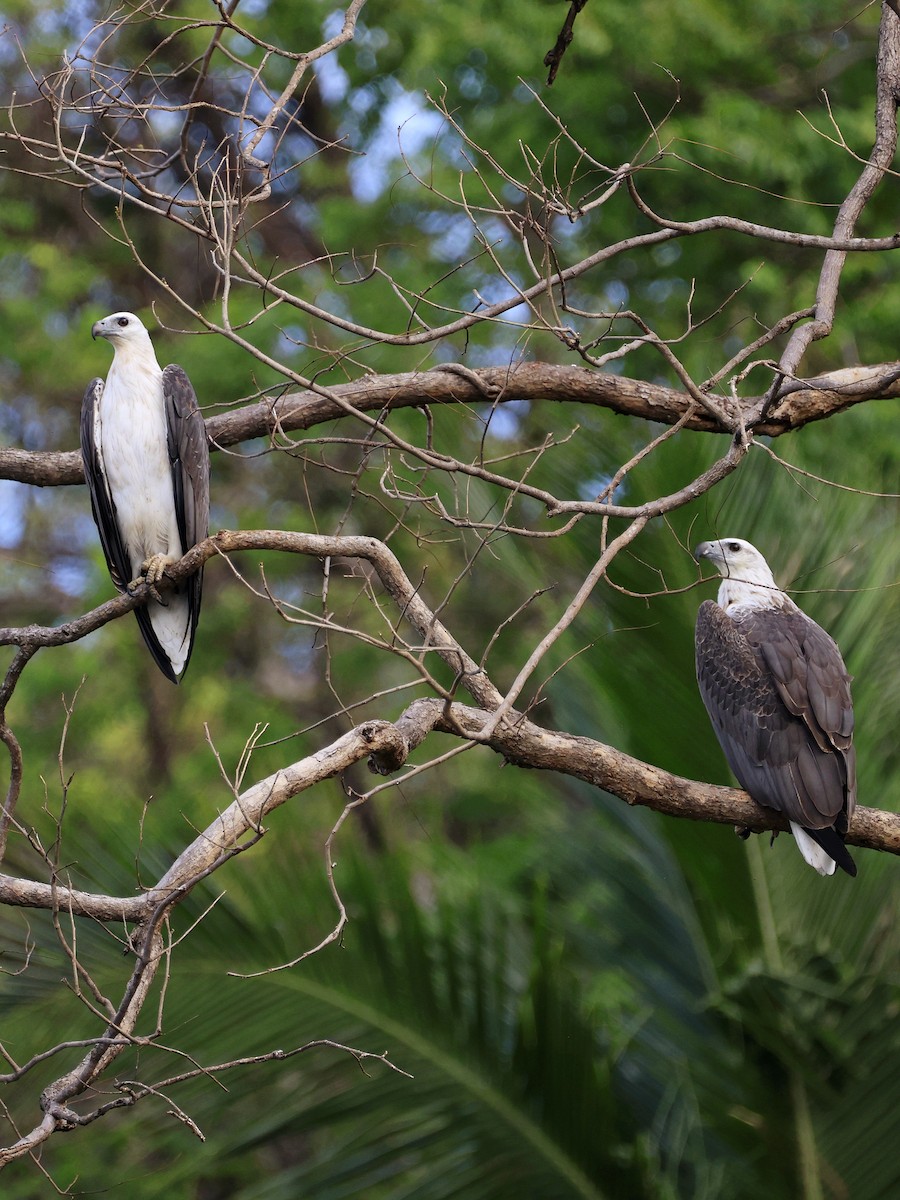 Oriyental Deniz Kartalı - ML645453000