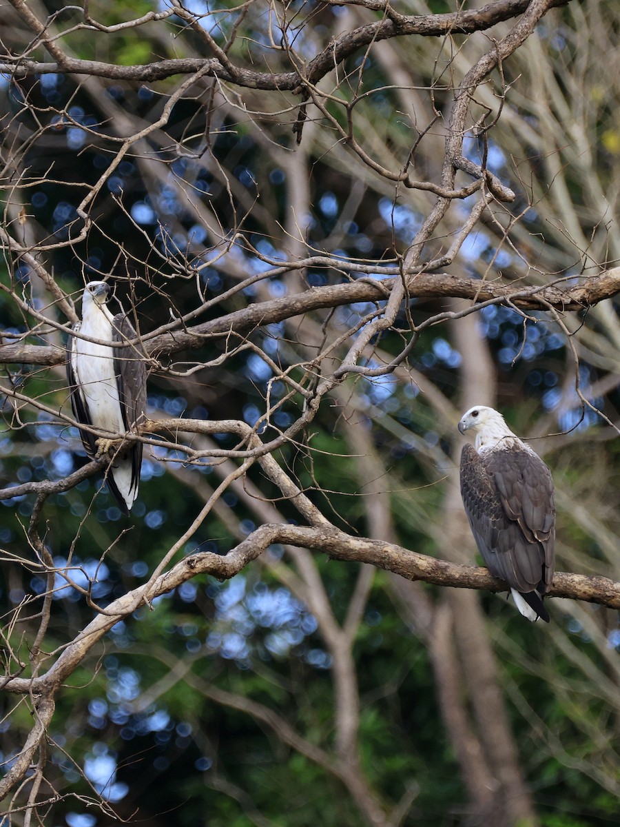 Oriyental Deniz Kartalı - ML645453002