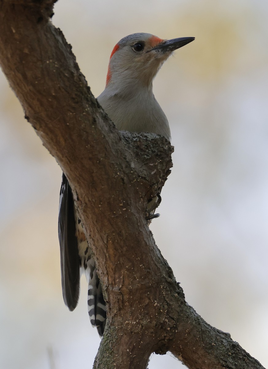 datel karolínský - ML645453005