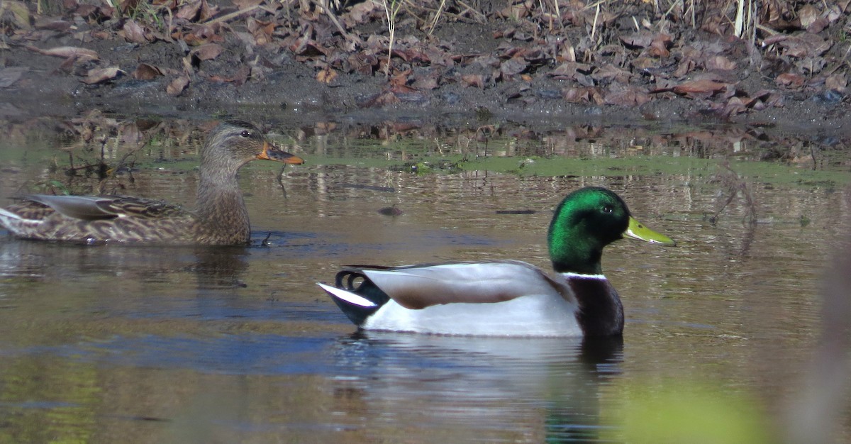 Yeşilbaş - ML645453007