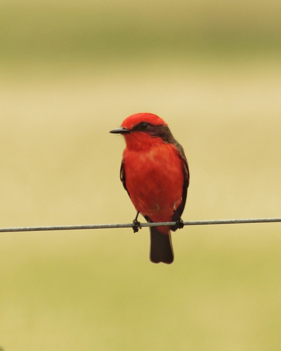 Ateş Renkli Sinekkapan (rubinus) - ML645453008