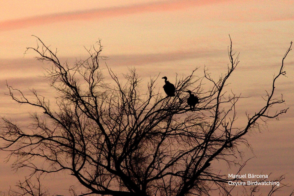 Kızıl Akbaba - ML645453009