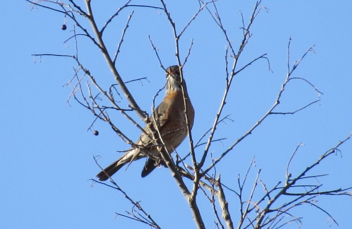 Göçmen Ardıç - ML645453011