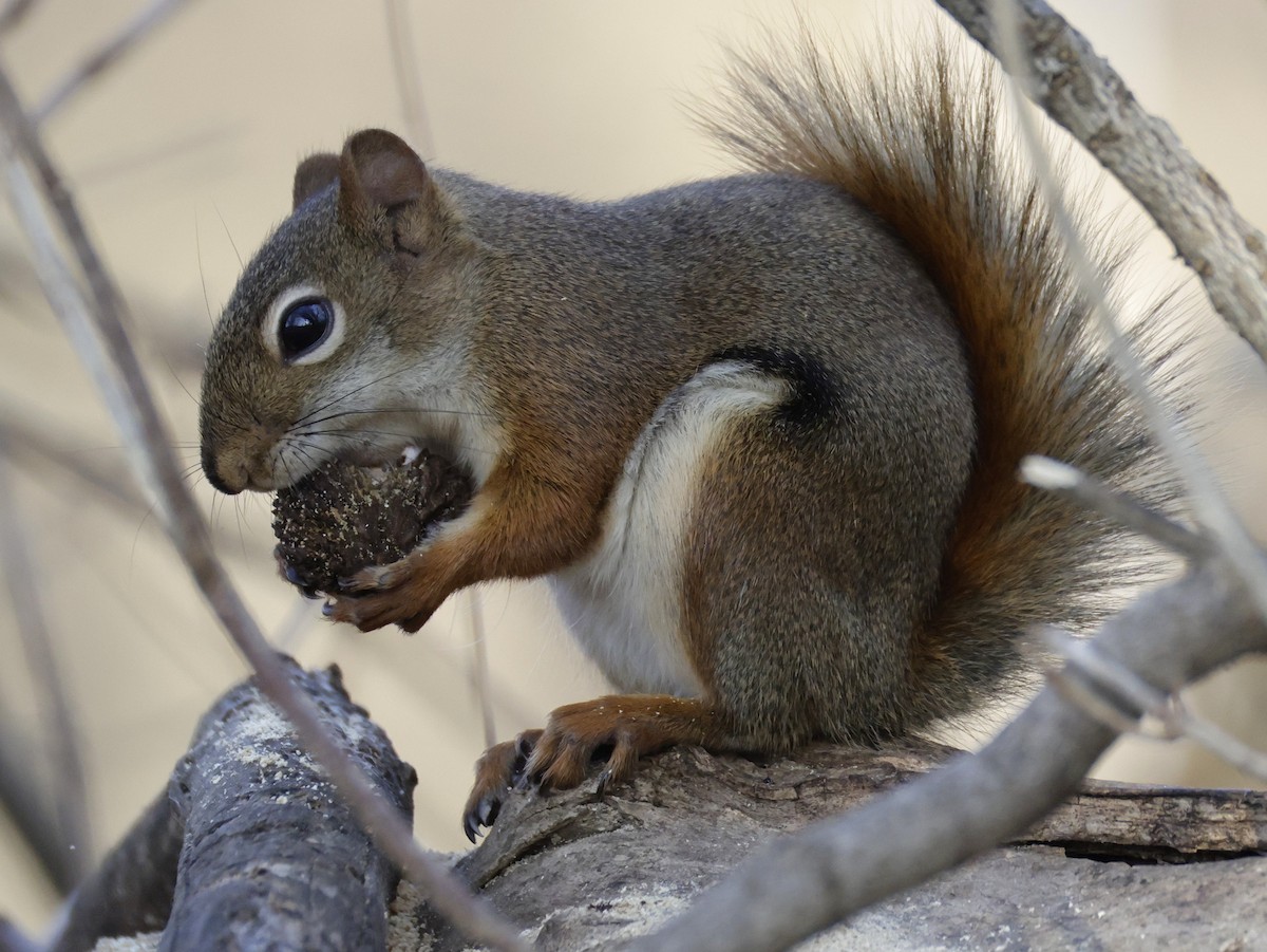 Squirrels - ML645453012