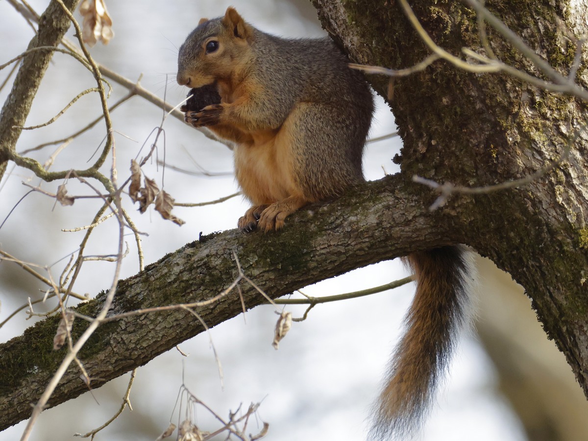 Squirrels - ML645453013