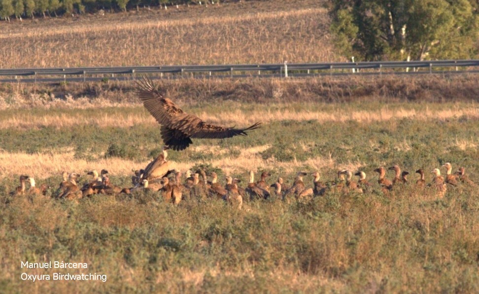 Kızıl Akbaba - ML645453018